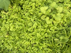 Brunnera