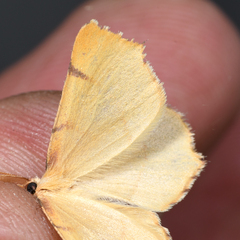 Slossonia rubrotincta