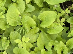 Brunnera