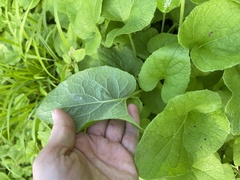Brunnera