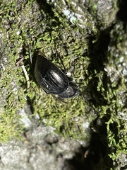 Meracantha contracta