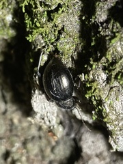 Meracantha contracta