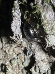 Meracantha contracta