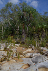 Melaleuca fluviatilis