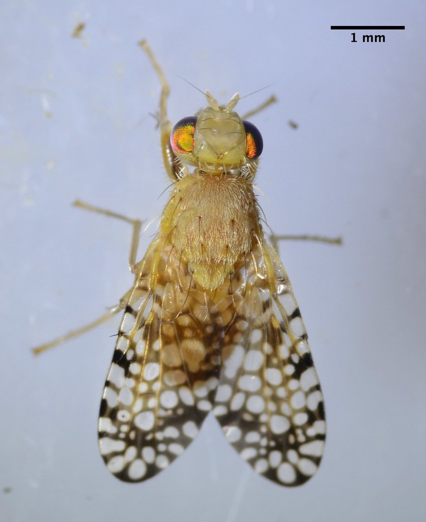 Euaresta aequalis