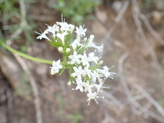 Valeriana acutiloba