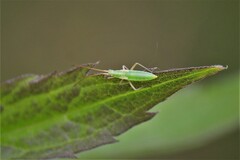 Megaloceroea recticornis