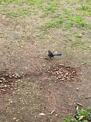 Malurus splendens splendens