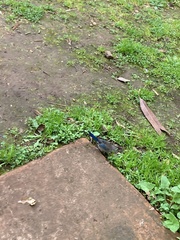 Malurus splendens splendens