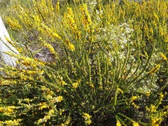 Aotus lanigera