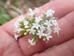 Valeriana acutiloba