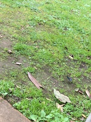 Malurus splendens splendens