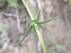 Valeriana acutiloba