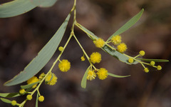 Acacia hemignosta
