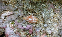 Mitra stictica