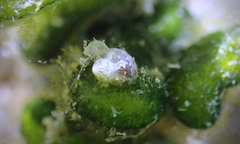 Hiloa variabilis