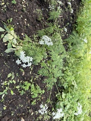 Anthriscus sylvestris