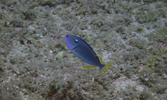 Xanthichthys auromarginatus