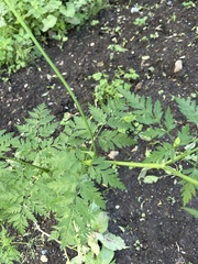 Anthriscus sylvestris