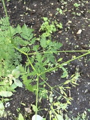 Anthriscus sylvestris