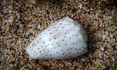 Conus abbreviatus
