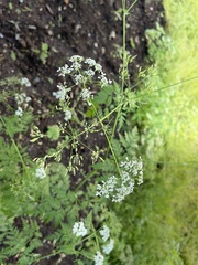 Anthriscus sylvestris
