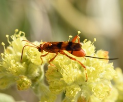 Compsocryptus resolutus
