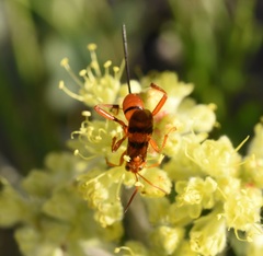 Compsocryptus resolutus