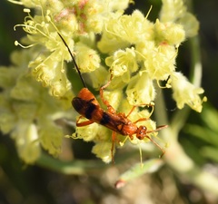 Compsocryptus resolutus