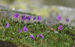 Primula glutinosa