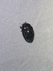 Chelonarium lecontei