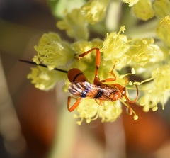Compsocryptus resolutus