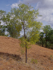 Acacia hemignosta
