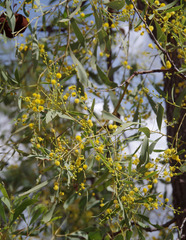 Acacia hemignosta