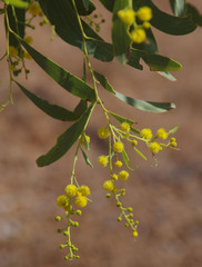 Acacia hemignosta