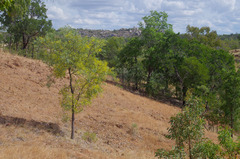 Acacia hemignosta