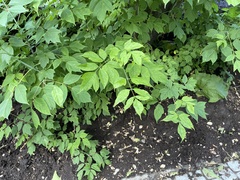 Acer negundo