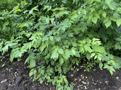Acer negundo