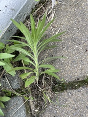 Erigeron canadensis