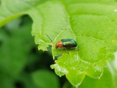 Metaxyonycha salvini