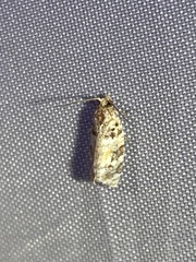 Argyrotaenia kimballi