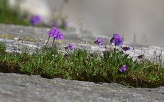 Primula glutinosa
