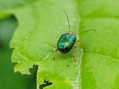 Metaxyonycha salvini