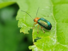 Metaxyonycha salvini