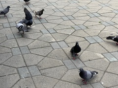 Columba livia domestica