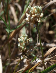Allium pallens