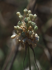 Allium pallens
