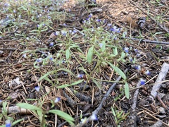 Collinsia torreyi wrightii