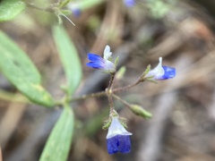 Collinsia torreyi wrightii