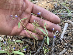 Collinsia torreyi wrightii